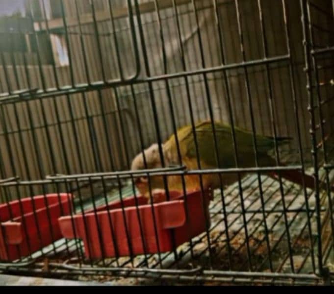 pineapple into Green cheek conure parrot pair 1