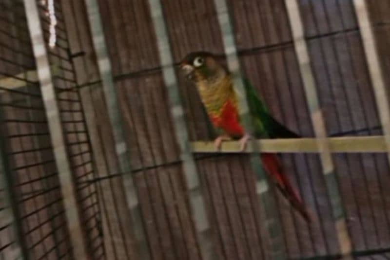 pineapple into Green cheek conure parrot pair 2