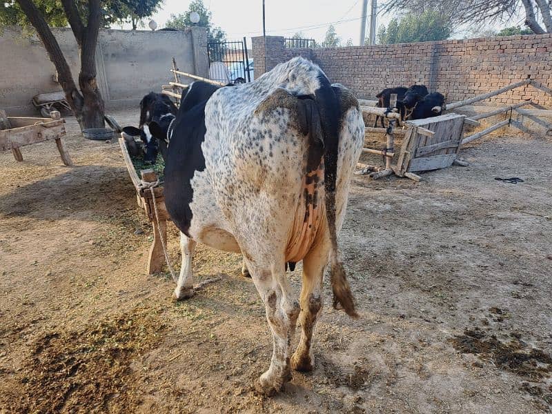 4th baby pregnant cow 0