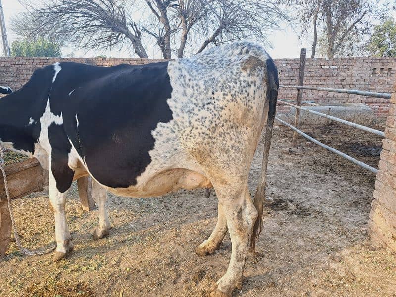 4th baby pregnant cow 2