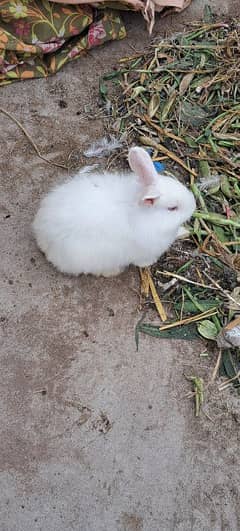 Angora Rabbit's Bunnies For Sale