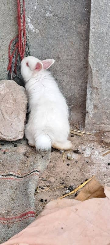 Angora Rabbit's Bunnies For Sale 1