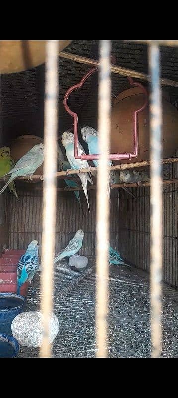 stalin parrot pare and aseel male breader 2