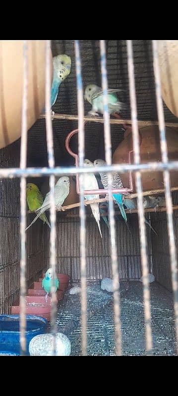 stalin parrot pare and aseel male breader 4