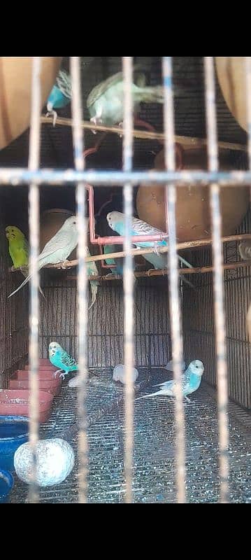 stalin parrot pare and aseel male breader 5