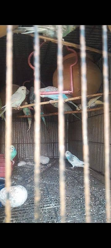 stalin parrot pare and aseel male breader 6