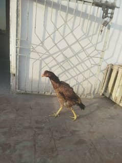 selling my aseel mianwali breed hen