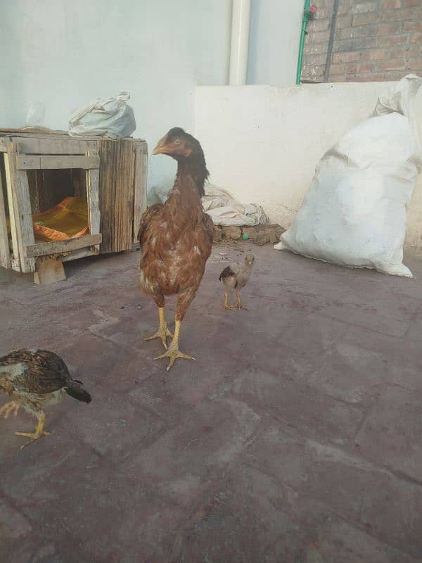 selling my aseel mianwali breed hen 1