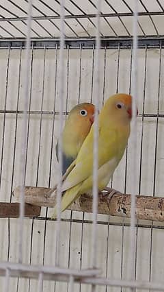 Full setup sale of lovebirds with cages