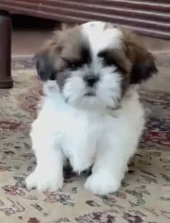 ShihTzu Highly Pedigreed Puppies. Perfect Gift For Valentine's Day!