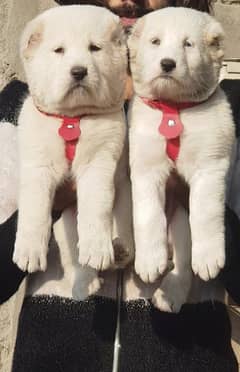 afghani kochi pair | kabile dabal hadi full security dogs for sale