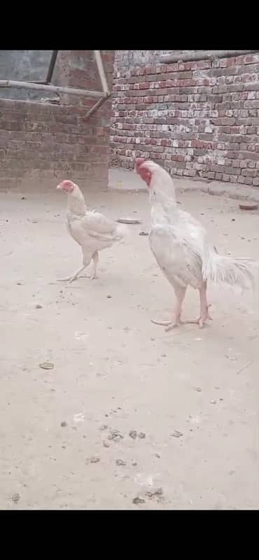 Paper White Aseel Heera Breeding Pair 1