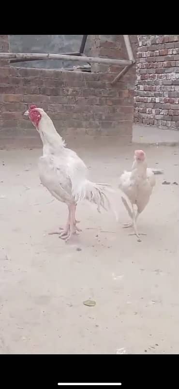 Paper White Aseel Heera Breeding Pair 2