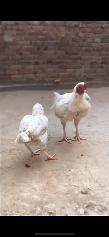 Paper White Aseel Heera Breeding Pair 3