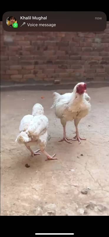 Paper White Aseel Heera Breeding Pair 4