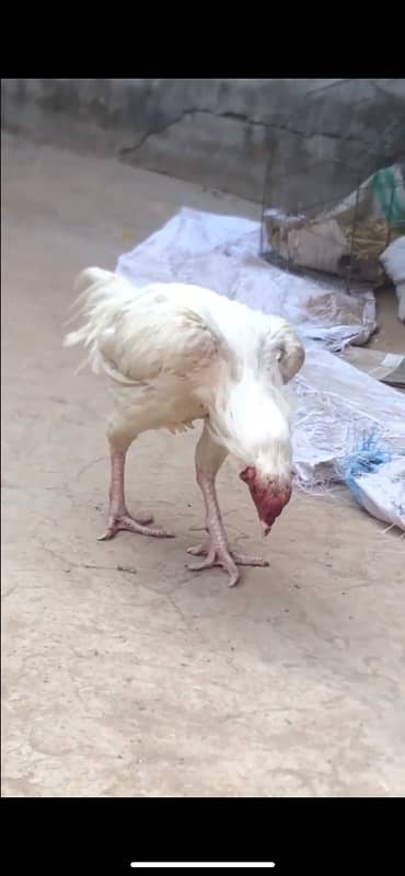 Paper White Aseel Heera Breeding Pair 5