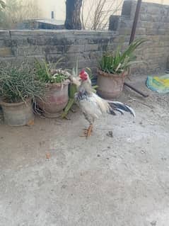 aseel hens for sale