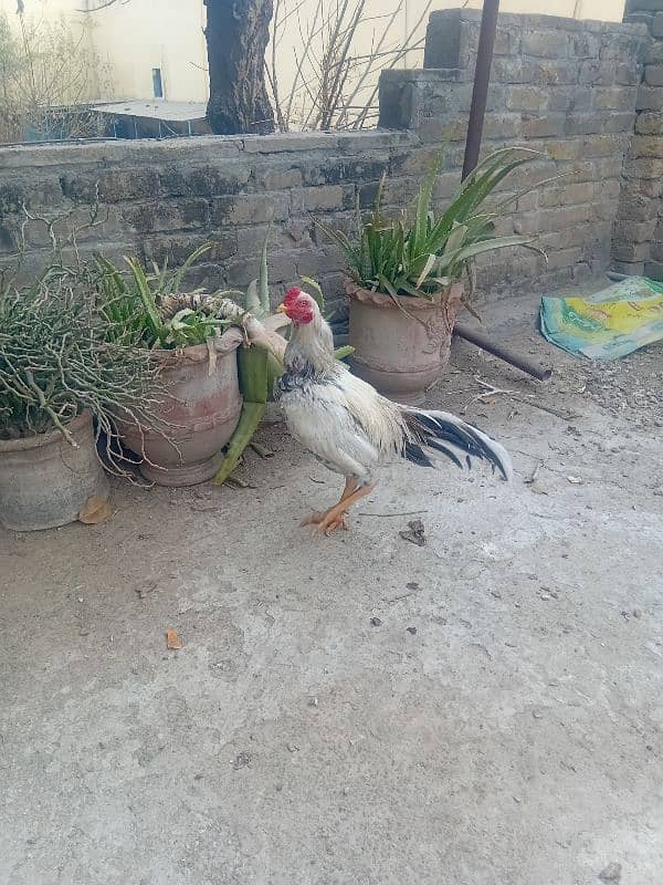 aseel hens for sale 1