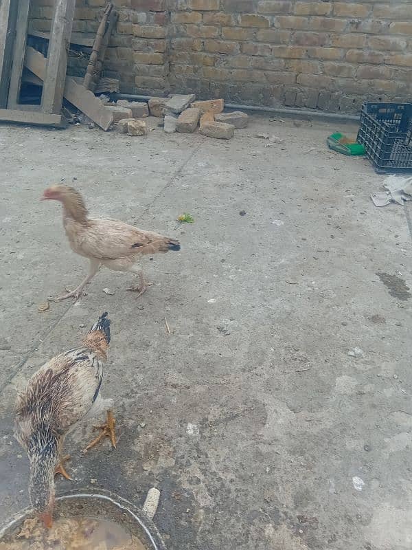 aseel hens for sale 2