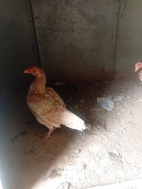 aseel hens for sale 3