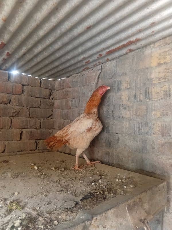 aseel hens for sale 4