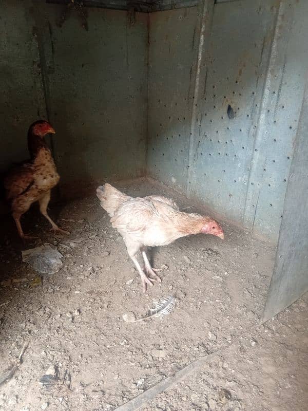 aseel hens for sale 5