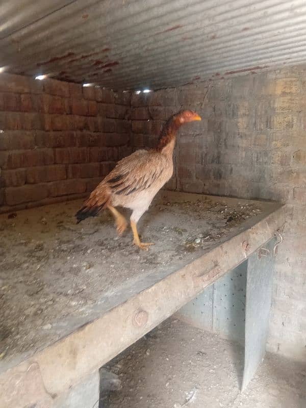 aseel hens for sale 6