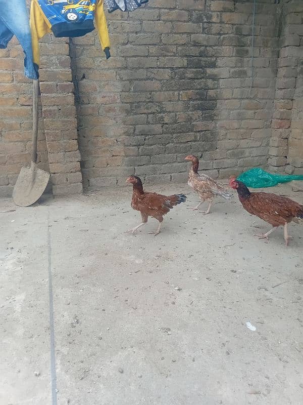 aseel hens for sale 7