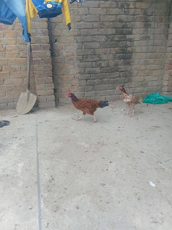 aseel hens for sale 8