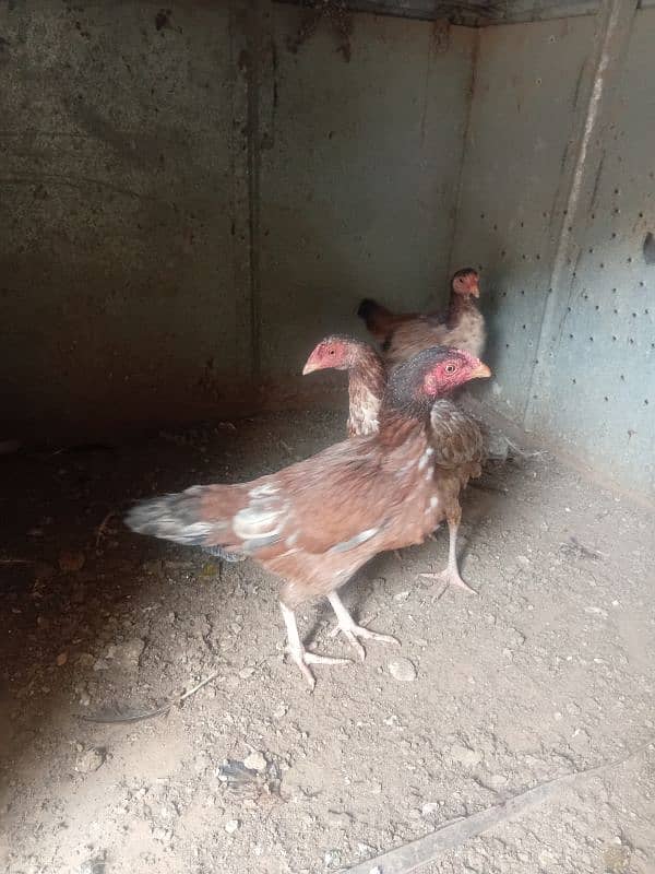 aseel hens for sale 9