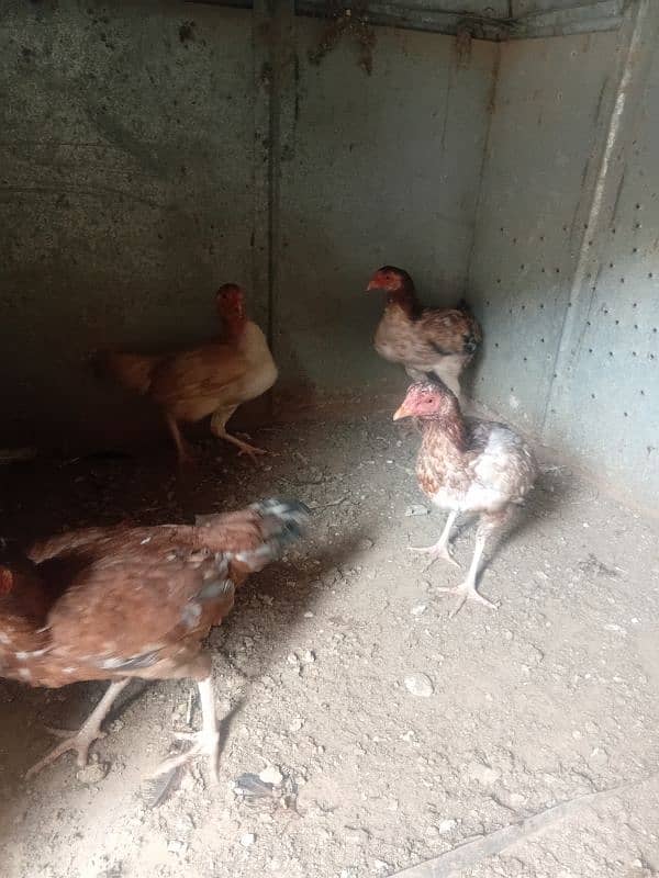 aseel hens for sale 12