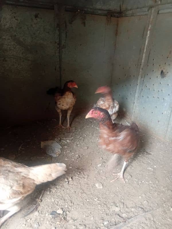 aseel hens for sale 13