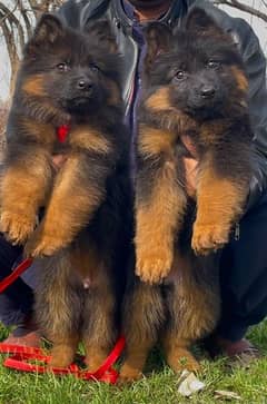 German shepherd puppies