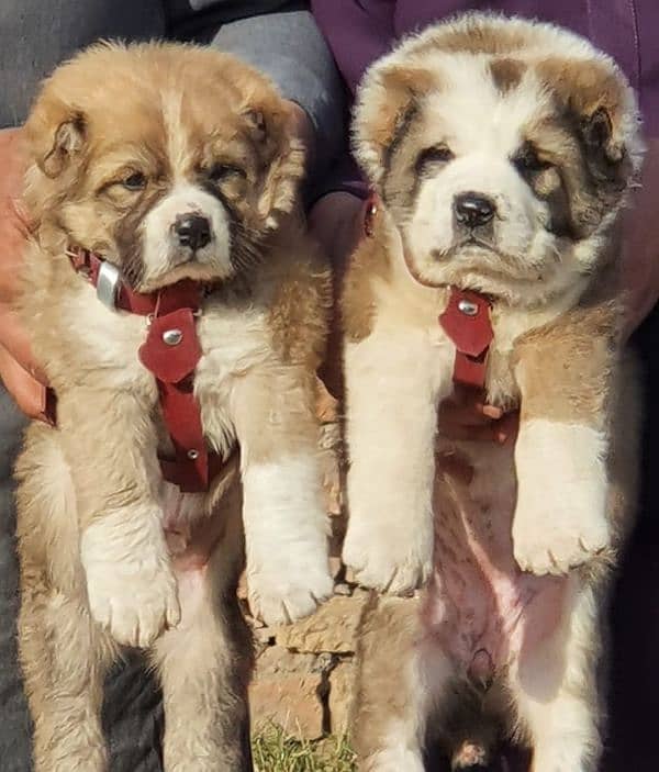 King alabai dog pair 2 months for sale security dog 2