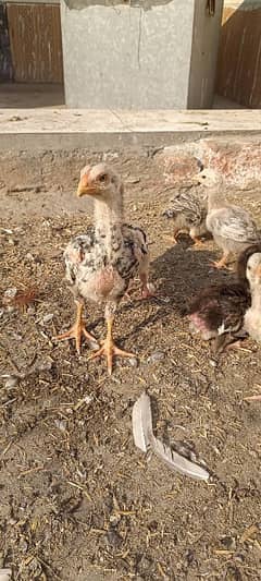 2 month age shamo chicks