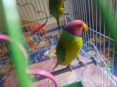 Plum headed Parrot For Sell 03377003444