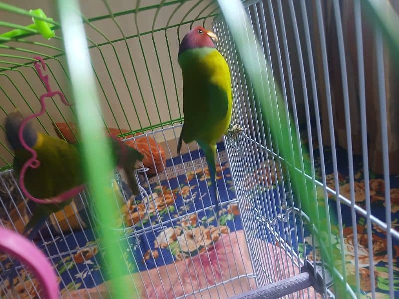 Plum headed Parrot For Sell 03377003444 3