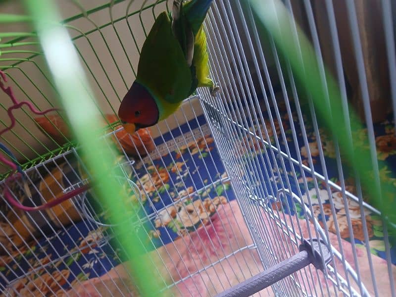 Plum headed Parrot For Sell 03377003444 4