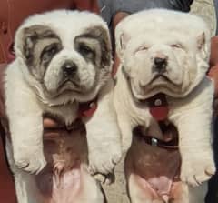 King alabai dog pair 2 months for sale security dog