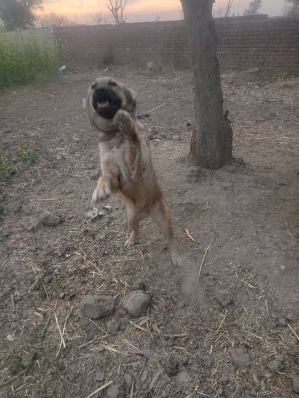 turkish kangal 9