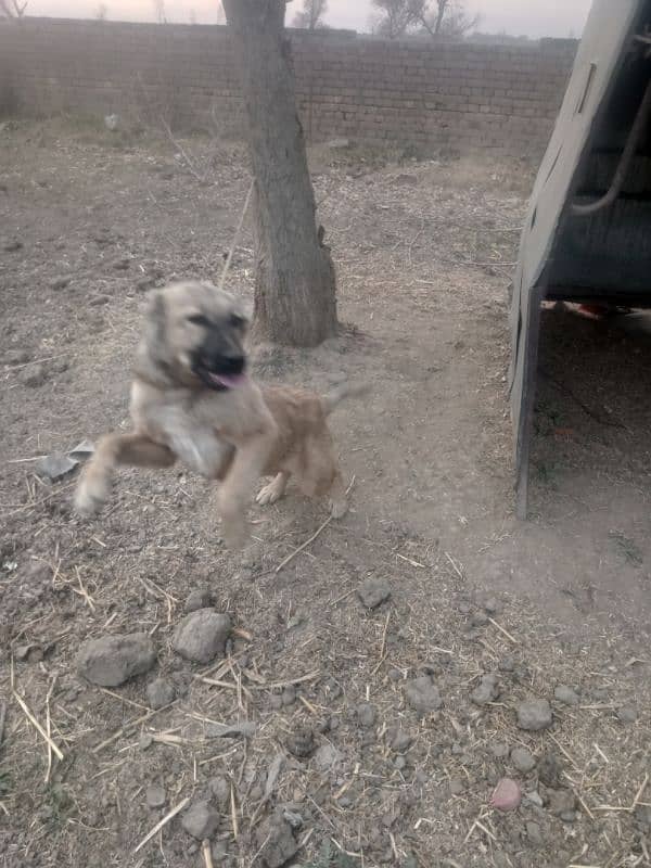 turkish kangal 11