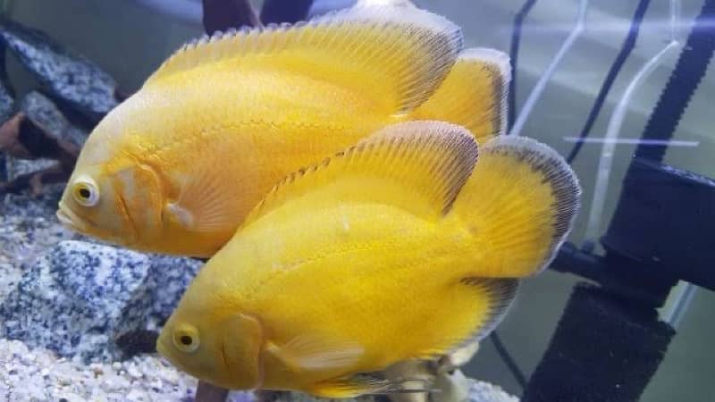 lemon oscar , angels , santa parrot , aligator gar 0