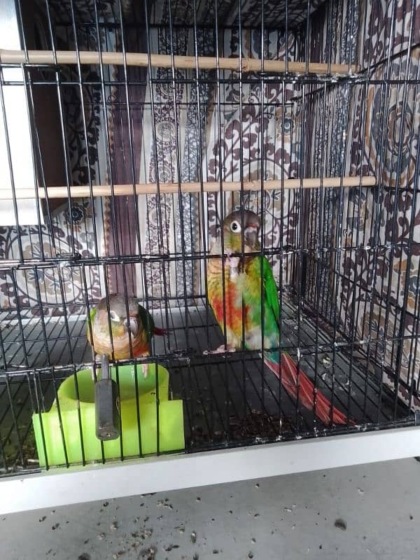 Green conure/ Green conor 0