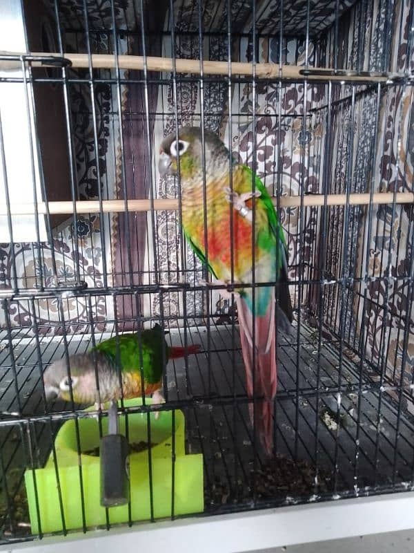 Green conure/ Green conor 2