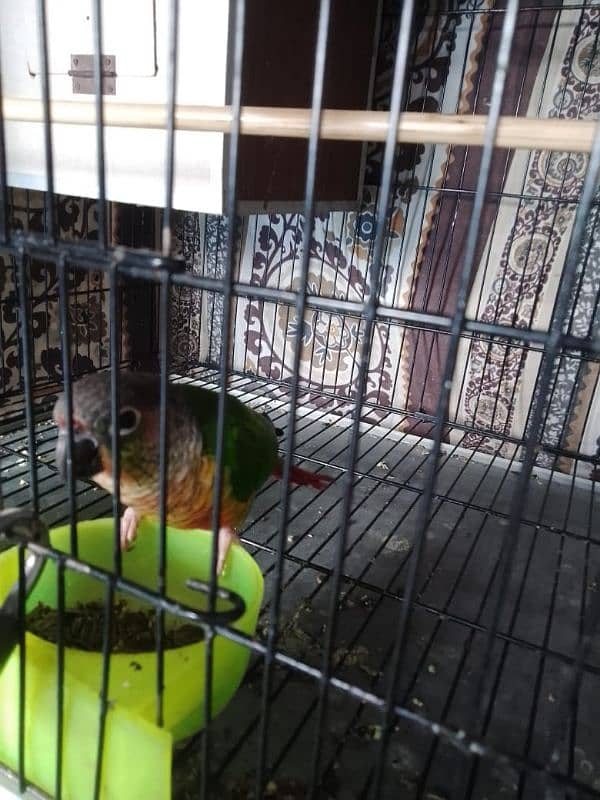 Green conure/ Green conor 3