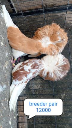 fancy pigeon | kabutar| Jacobin|  frillback saddle | amarican fantail|