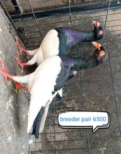 fancy pigeon | kabutar| Jacobin|  frillback saddle | amarican fantail|