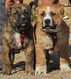 Alabai Pair | King Alabai Breed | Alabai Puppies for sale