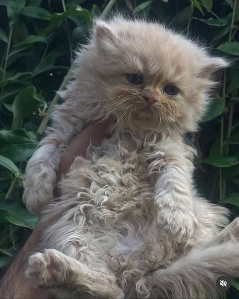 FAWN MALE AND FEMALE KITTEN / CAT AVAILABLE KINDLY READFULL ADS 1