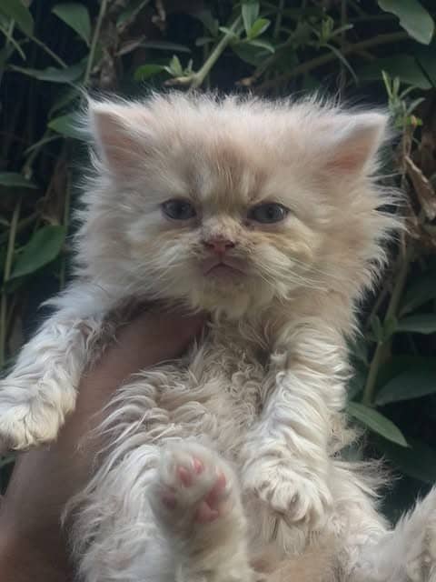 FAWN MALE AND FEMALE KITTEN / CAT AVAILABLE KINDLY READFULL ADS 2